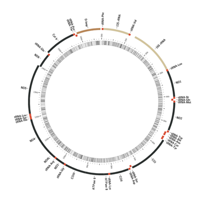 Centropyge joculator