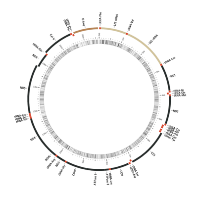 Ancherythroculter lini